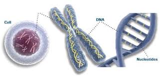 beef geneticsjpgjpg